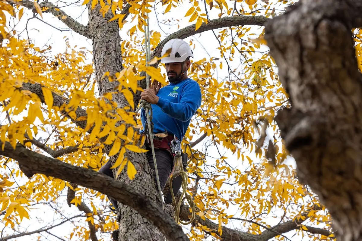 Skilled Dead Tree Removal crew working in Sanderson