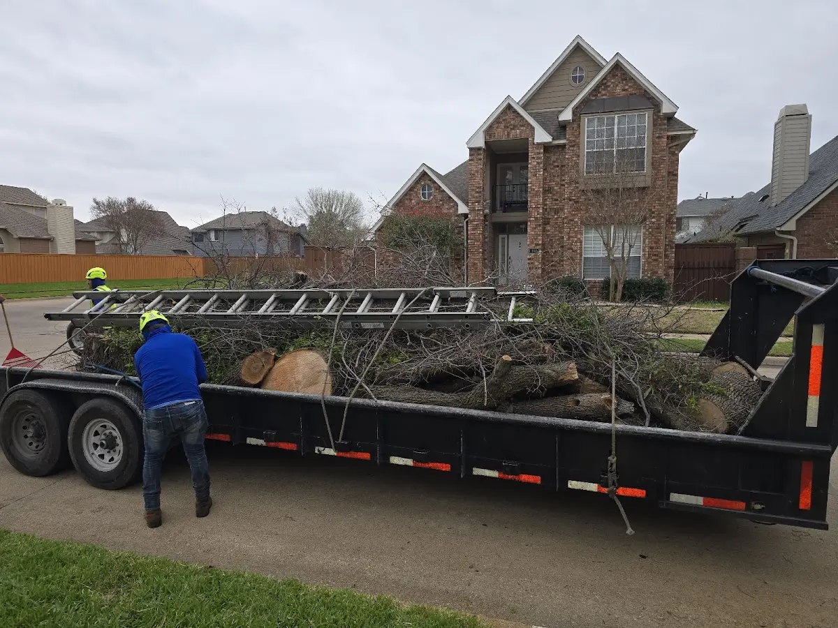 Expert Tree Removal with proper safety equipment in Sanderson
